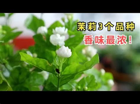 陽台種茉莉花|家裡可以種茉莉花嗎？